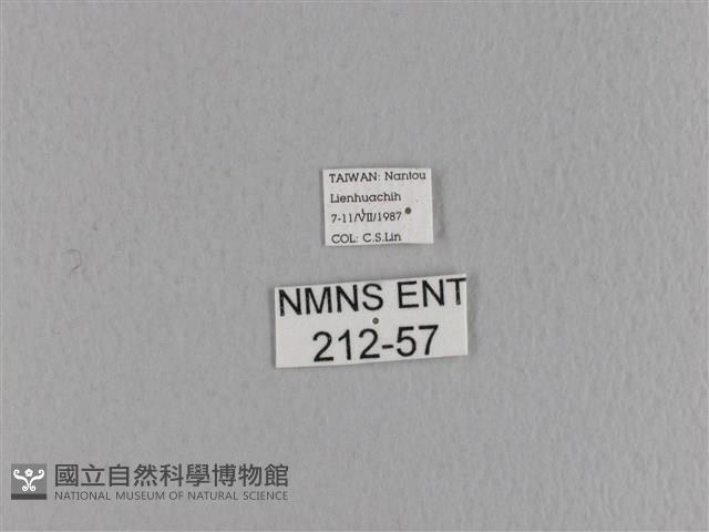 大褐斑枯葉蛾藏品圖，第3張