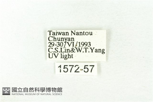 樹形尺蛾藏品圖，第3張