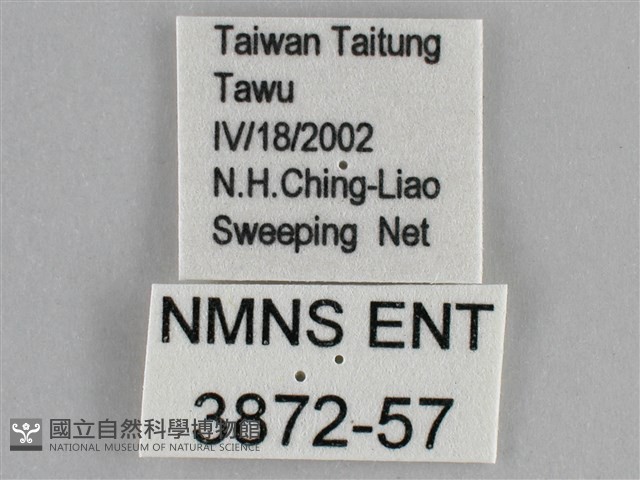 纖粉蝶藏品圖，第3張