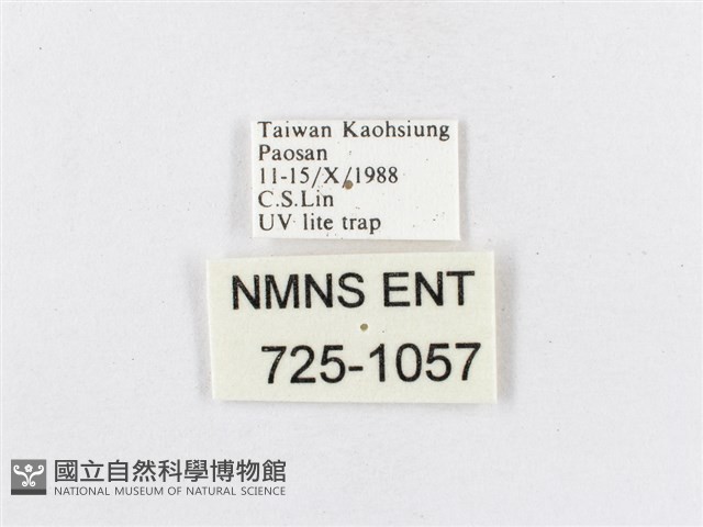 蓬萊茶斑蛾藏品圖，第3張