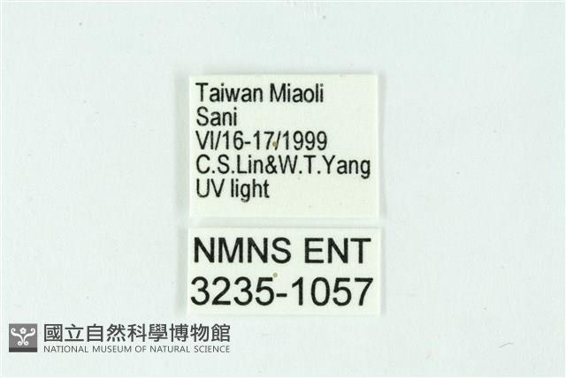 三條橙燈蛾藏品圖，第3張