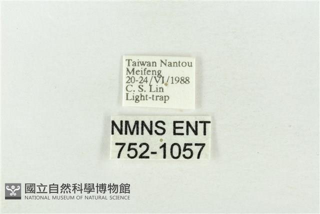 素木綠刺蛾藏品圖，第3張