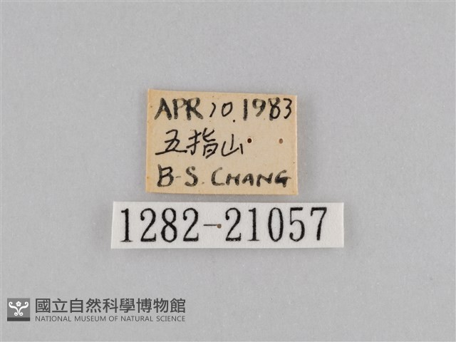 密紋波眼蝶藏品圖，第3張