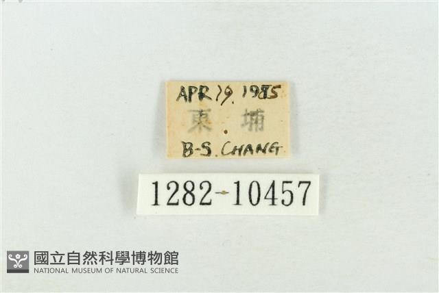 圍異波紋蛾藏品圖，第3張