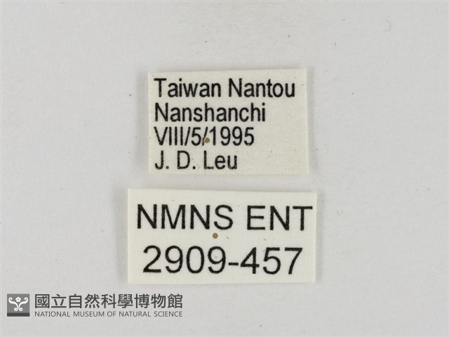 碎紋孔弄蝶藏品圖，第3張