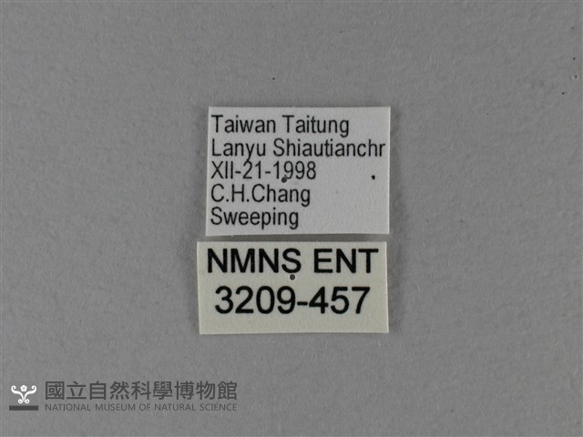 大白斑蝶藏品圖，第3張