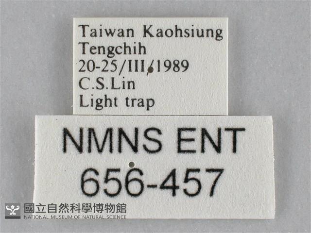 斜紋夜盜蛾藏品圖，第3張