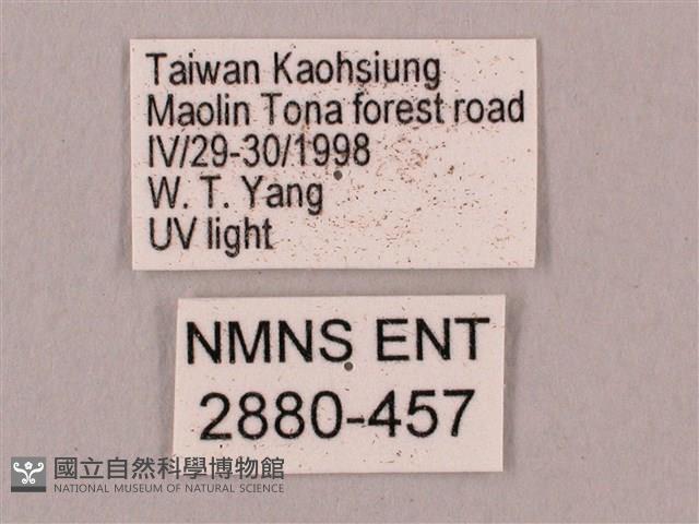 直翅六點天蛾藏品圖，第3張