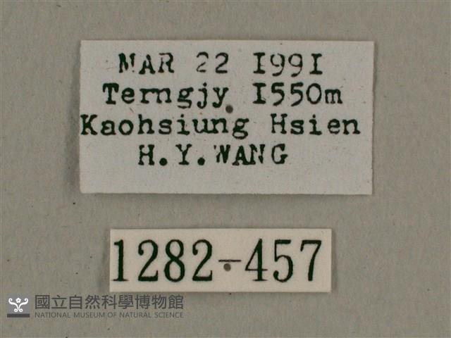 背帶長喙天蛾藏品圖，第3張