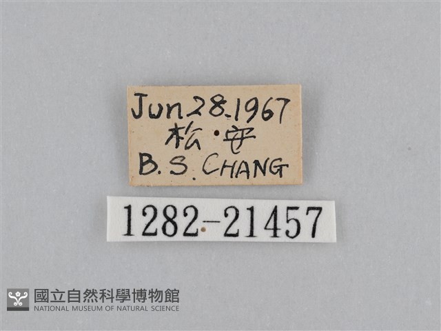 紫帶眉眼蝶藏品圖，第3張