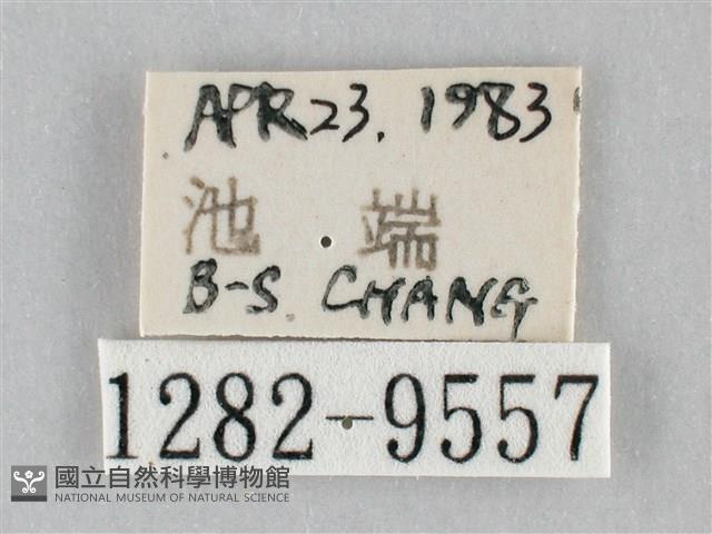 澄線尺蛾藏品圖，第3張