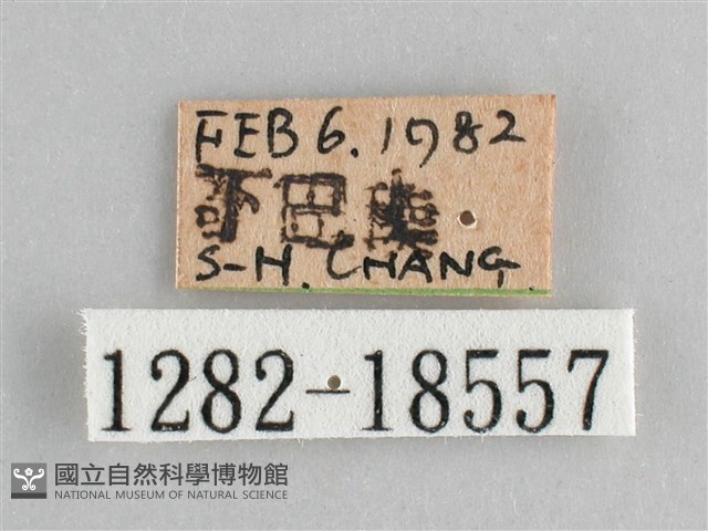 鱗紋眼蛺蝶藏品圖，第3張