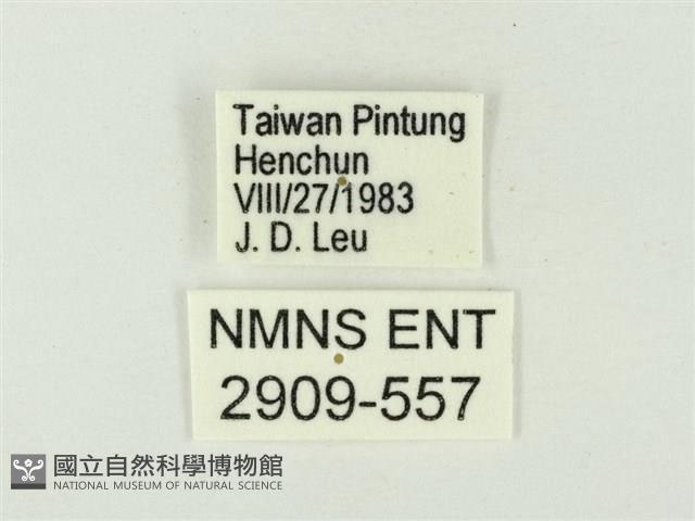 玳灰蝶藏品圖，第3張