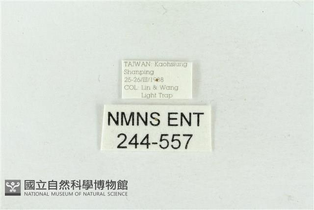 連珠波紋蛾藏品圖，第3張