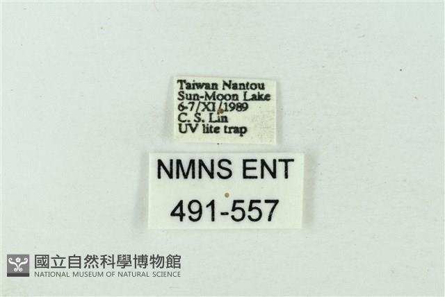 臺雪苔蛾藏品圖，第3張