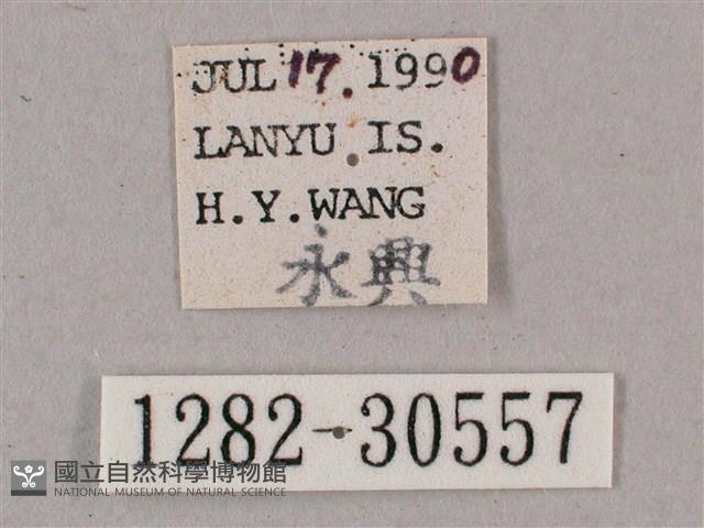 背帶斜紋天蛾藏品圖，第3張