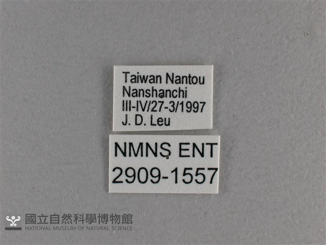 小雙尾蛺蝶藏品圖，第3張