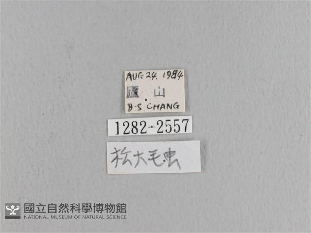 松大毛蟲藏品圖，第3張