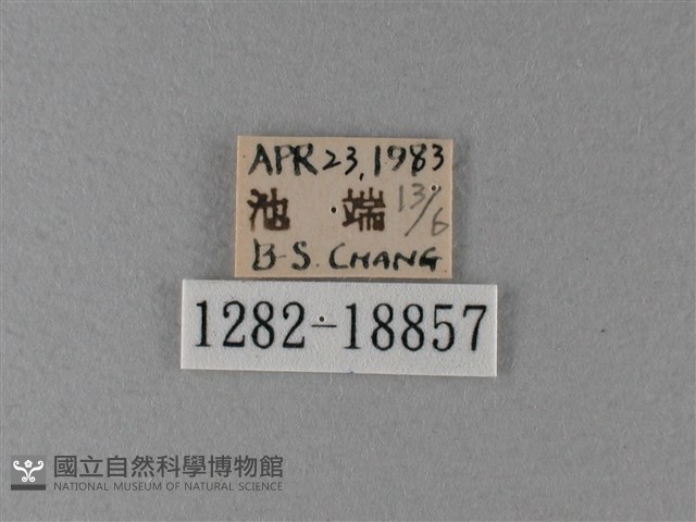 大絹斑蝶藏品圖，第3張