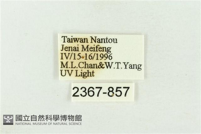 棍棒污燈蛾藏品圖，第3張