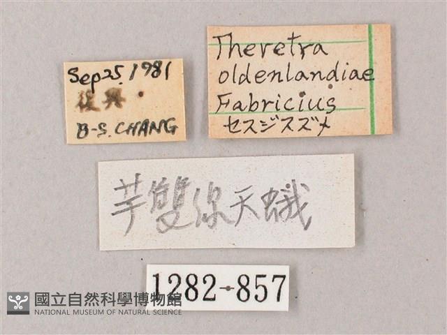 雙線條紋天蛾藏品圖，第3張