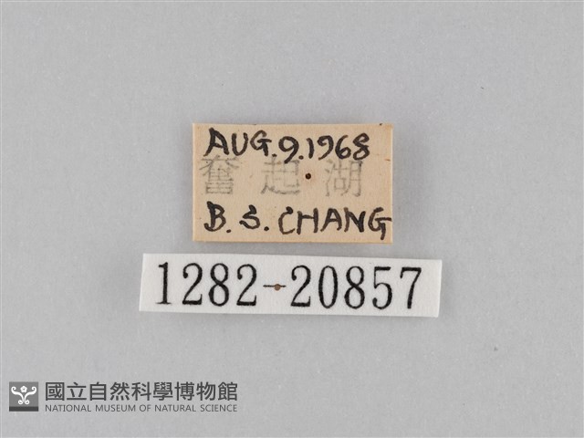 小波眼蝶藏品圖，第3張