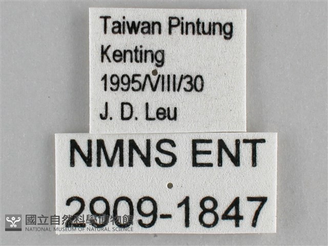 大幽眼蝶藏品圖，第3張