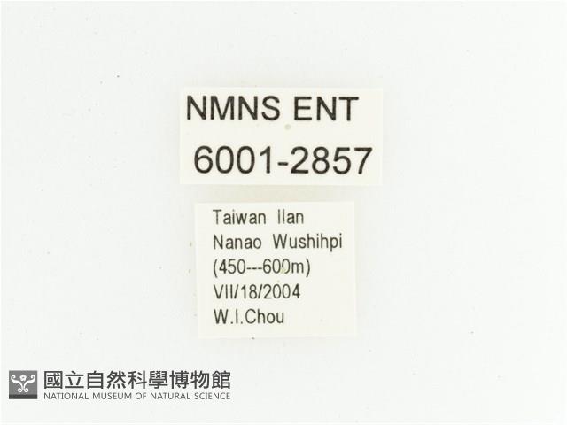 黃斑陷紋金龜藏品圖，第2張