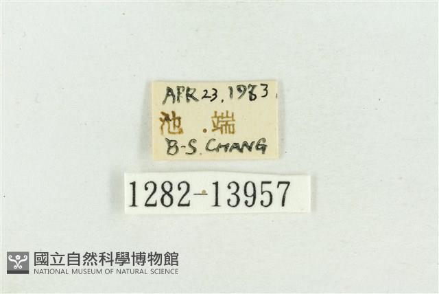 紅暈散紋夜蛾藏品圖，第3張