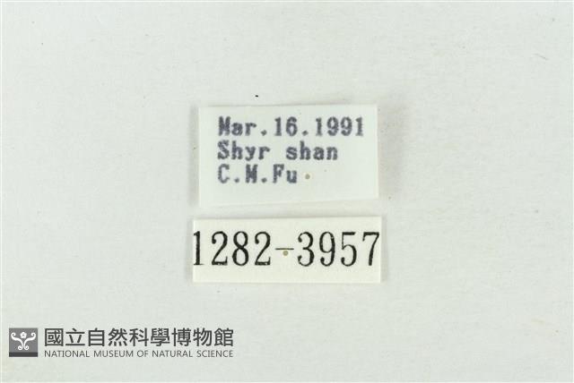 印華波紋蛾藏品圖，第3張