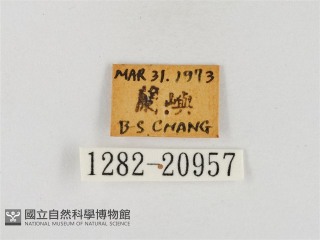 尖翅絨弄蝶藏品圖，第3張