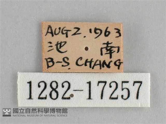 圓翅紫斑蝶藏品圖，第3張