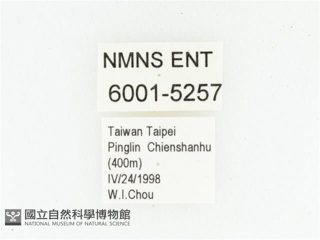 血紅虎斑花金龜藏品圖，第2張