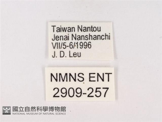 嫵琉灰蝶藏品圖，第3張