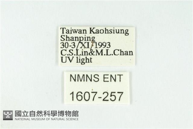 黑翅黃毒蛾藏品圖，第3張