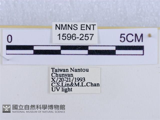 後凸蝶燈蛾藏品圖，第3張