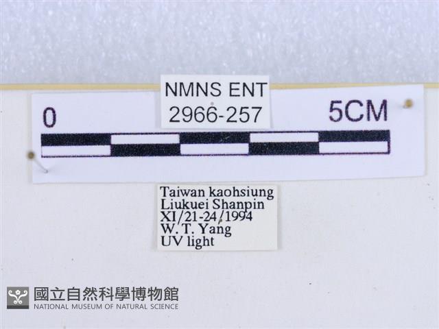 閃光苔蛾藏品圖，第3張