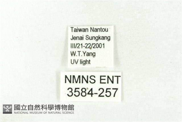 樹形尺蛾藏品圖，第3張