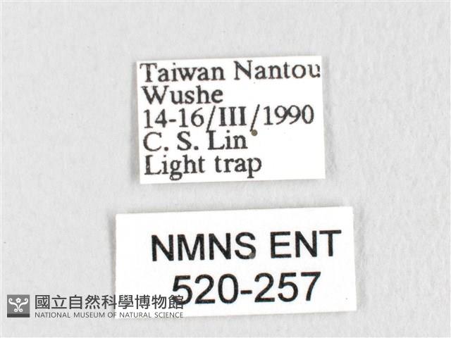 銀肩枯葉蛾藏品圖，第3張