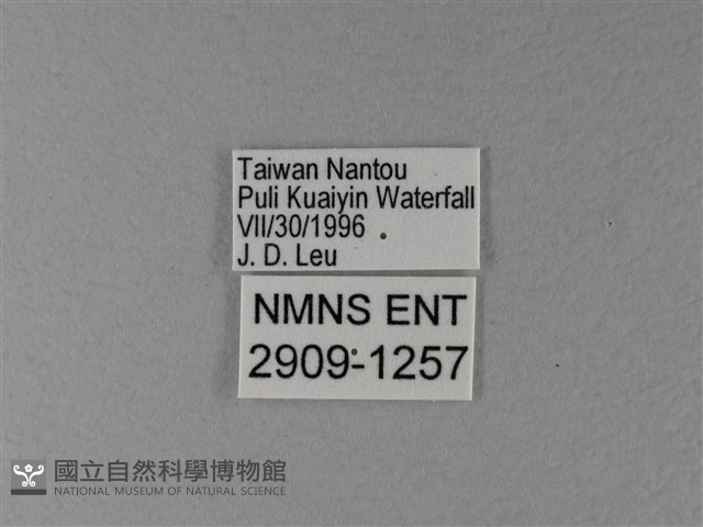 雙色帶蛺蝶藏品圖，第3張