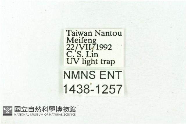 臺雪苔蛾藏品圖，第3張