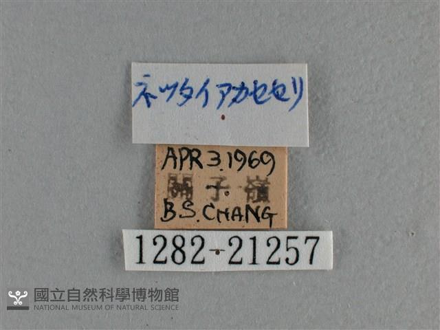 竹橙斑弄蝶藏品圖，第3張