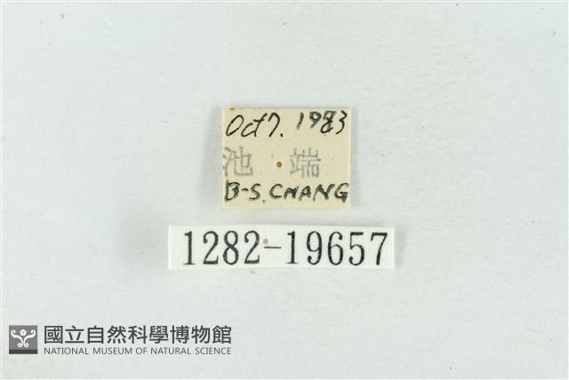 臺洒波紋蛾藏品圖，第3張