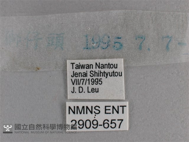 小雙尾蛺蝶藏品圖，第3張