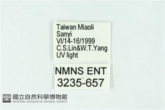 三條橙燈蛾藏品圖，第3張