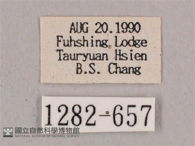 直翅六點天蛾藏品圖，第3張