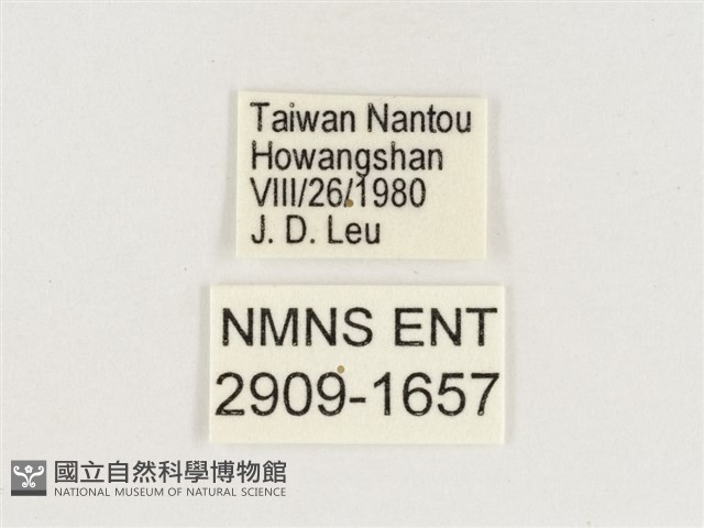 永澤蛇眼蝶藏品圖，第3張