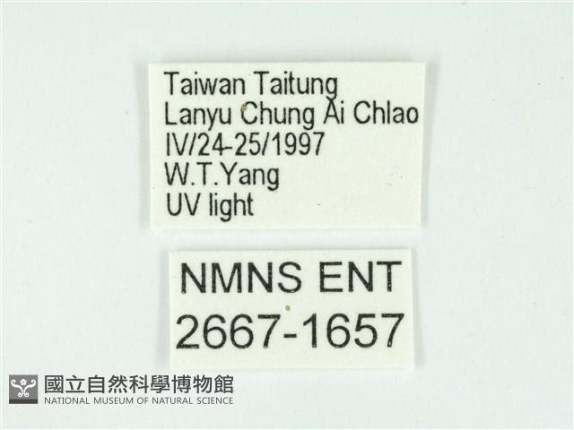 叉紋閃舞蛾藏品圖，第3張