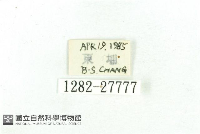 乳白斑燈蛾藏品圖，第3張