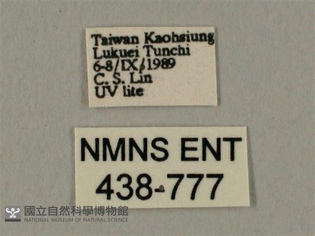 棕綠背線天蛾藏品圖，第3張